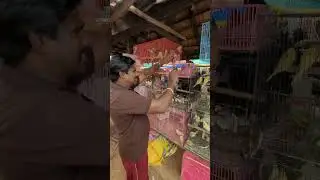 💥Buying African love birds ❤ from ponmalai santhai | Ponmalai pet market Trichy ❌