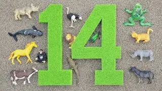 Membersihkan hewan sapi, bebek, angsa, ayam, gajah, simpanse, singa, unta, buaya, kelinci, kanguru. 