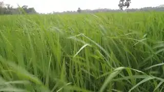 Royalty Free Stock Video Footage-16 | Paddy Field | Nature | Wind