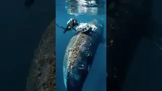 Blue Whale Parasite Cleaning & Rescue | Rare Ocean Moment 🌊🐋