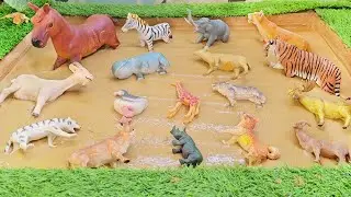The Great Muddy Mix-Up: Desert Farm Animals and Land Animals Play!