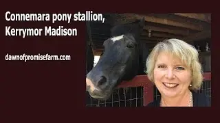 Connemara Pony Stallion - Kerrymor Madison | Dawn of Promise Farm in Indiana 2015