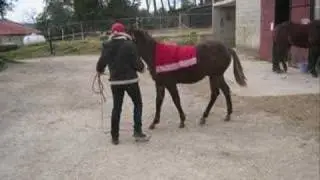 Prince Silver King quarter horse &agrave; 9 et 10 mois