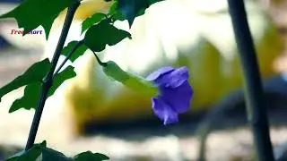 Mesmerizing Flower Showcase:Captivating Blooms in 60 Seconds/Free Short #FreeShorts #flowers #shorts