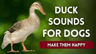 Duck Noises for Dogs 🦆🐕