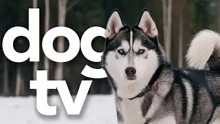 Dog TV Beach Walk | Relaxing Dog Sleep Sounds & Scenic Shores (20 Hours)
