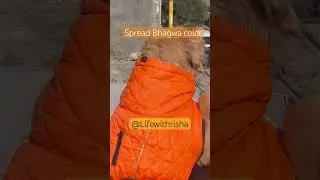 Spread Saffron #foryou #youtube #viral #cute #funnydogs #indian #simba #colors #cutedog #dailyvlog