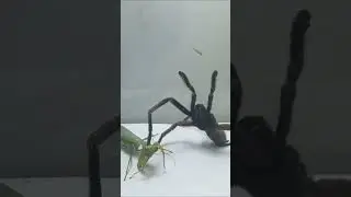 mantis vs spider