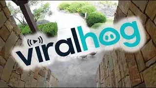 Black-Bellied Whistling Ducks with 16 Babies Cross Front Porch || ViralHog