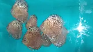 Aquarium fish||Malaysian Discus Kolkata|Erruptions|Kolkata Fish Market