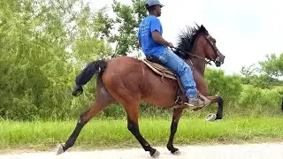 Standardbred Trotter/Pacer Mare (Rosharon, Tx)