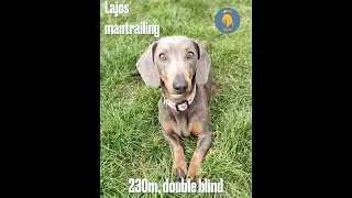Mantrailing - Lajos 230m, double blind - K9 Sport Trailing video
