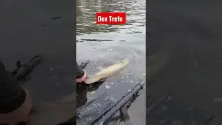 Balık Avı Turna Trofe Dev #aboneol #keşfet #avcı #balık #shorts #youtuber #reels #fyp #viral #trend