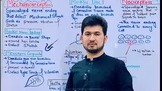 Mechanoreceptors (Tactition) and Nociceptors (Nociception) class 12| Pain and touch receptors