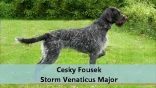 Cesky Fousek STORM Venaticus Major