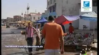 ظروف بيع الاسماك فـــــي ميناء بوهارون ولاية تيبازة