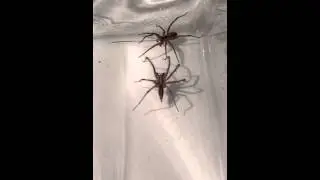 Wolf Spider v.s. Grass Spider: Not what I'd anticipated..