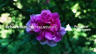De rozentuin van Arboretum Kalmthout