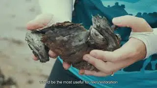 Three-runway System Project &ndash; Pilot Study of Shellfish Reef Deployment