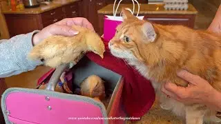 Funny Laid Back Curious Orange Cat & Silkie & Brahma Chickens 1st Meet & Greet