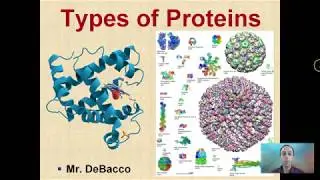 Types of Proteins