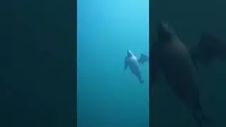 Seabirds swimming underwater (Guillemots)