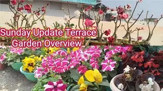 || Sunday Update Terrace Garden Overview || Spring garden overview ||