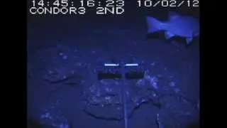 Cherne - Wreck fish - Polyprion americanus @ Condor Seamount