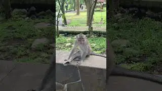 Monkey sanctuary in Ubud Bali! Wow