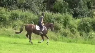 Prophet-Monbeg Sport Horses