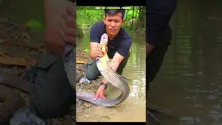 King cobra Catching Technique । #shorts