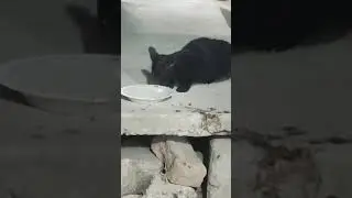 Black cat drinking milk| Black cat| Beautiful black cat| Greatest4u