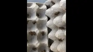 accoppiamento di grilli #achetadomesticus - #crickets #mating