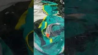 koi Fish Spawning #india #koi #koifish #breeding #nishikigoi #koibreeder #aquascaping #japanesekoi