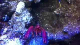 Red reef lobster