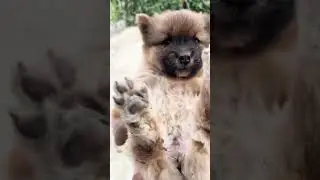 Another photo?Please stop. #puppy #cutedog #vairal #creatorsearchinsights #petsoftiktok