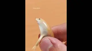 Natural Capabilities Of Sandfish Skink To Survive In Desert 💪-5128C1