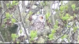 Hunting Long-eared Owl - Jagende Ransuil