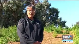 Two acres worth of plants vandalized at Templeton hemp farm