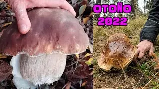 RECOLECCION DE BOLETUS EDULIS EN...