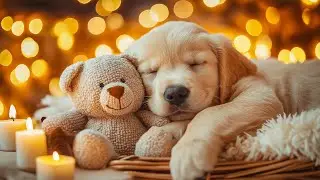 Separation Anxiety Relief Music to Ease Separation Anxiety in Dog Ease 🎵 Anti-Stress Music for Dogs