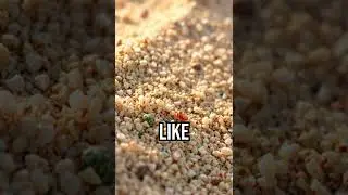 Singing Dunes Mystery