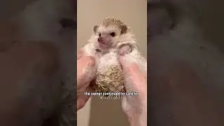 A uniquely colored hedgehog faces isolation#hedgehog #shorts #animals #healing #friendship