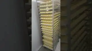 pao de queijo congelado tunel de congelamento