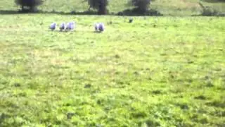 Tess 00/303837