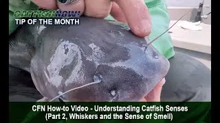 CFN How-to Video&mdash;Understanding Catfish Senses (Part 2, The Sense of Smell)