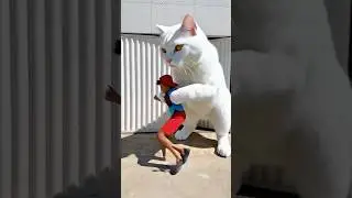 The cat got him! 😂😄😁 #funny #comedy #shorts