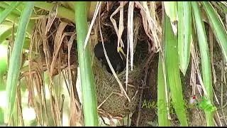 CALANDRIA construyendo nido y vocalizando (Puerto Rican Oriole, Icterus portoricensis) END&Eacute;MICA PR