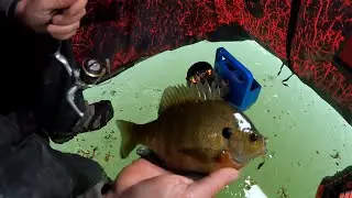 Big early ice Wisconsin bluegills! Shallow weeds