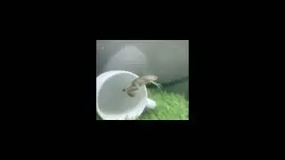 frog floating meme